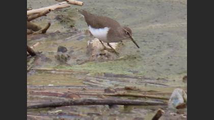 Common Sandpiper