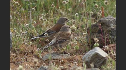 Common Linnet