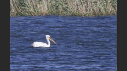 Dalmatian Pelican