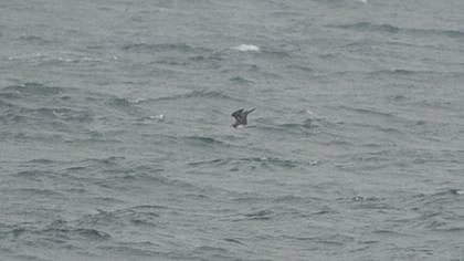Parasitic Jaeger