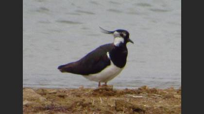 Northern Lapwing