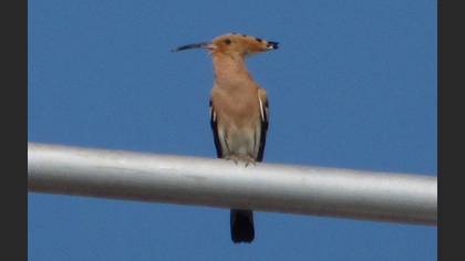 Common Hoopoe