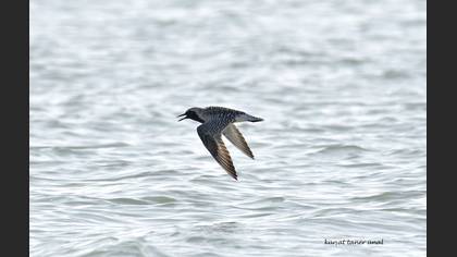 Grey Plover