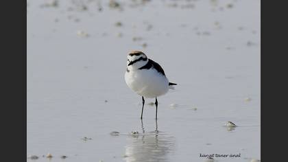 Kentish Plover