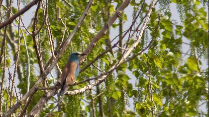 European Roller