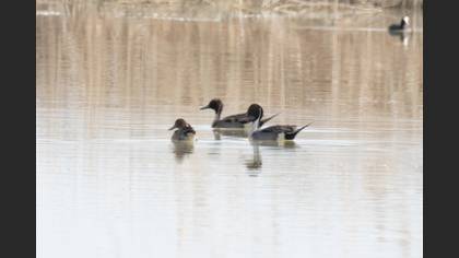 Northern Pintail