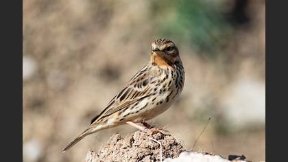 Red-throated Pipit