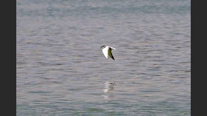 Whiskered Tern
