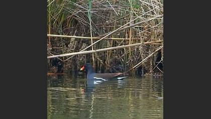 Common Moorhen