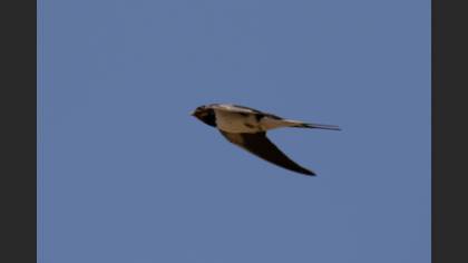 Barn Swallow