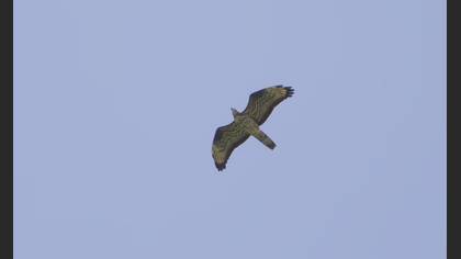 European Honey Buzzard