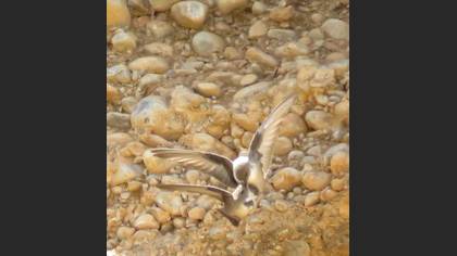 Eurasian Crag Martin