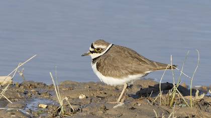 Little Ringed Plover