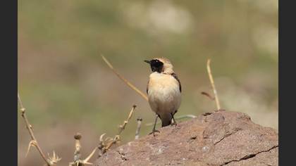 Black-eared Wheatear