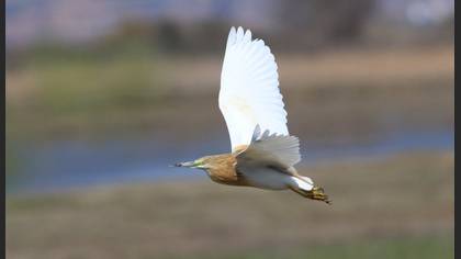 Squacco Heron
