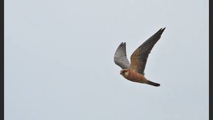 Red-footed Falcon