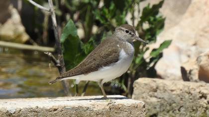 Common Sandpiper