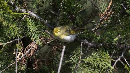 Wood Warbler