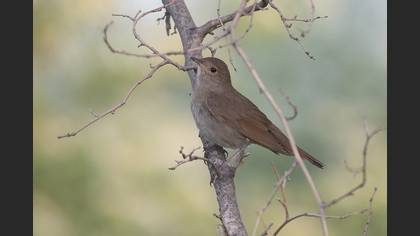 Thrush Nightingale