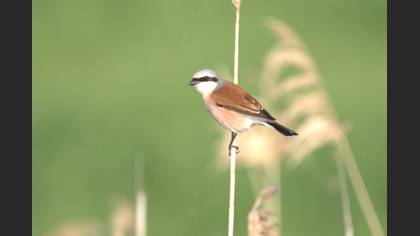 Red-backed Shrike
