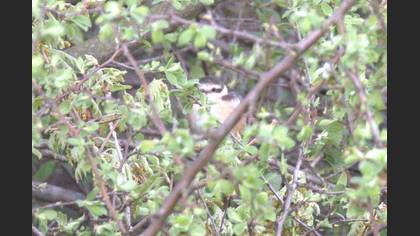 Masked Shrike
