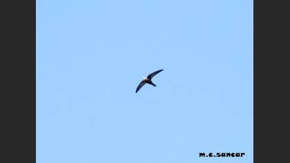 Pallid Swift