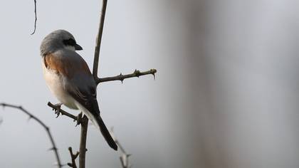 Red-backed Shrike