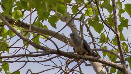 Common Cuckoo