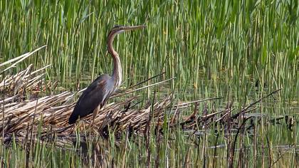 Purple Heron