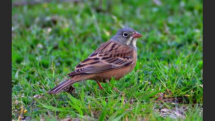 Ortolan Bunting