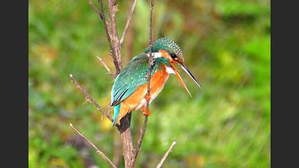 Common Kingfisher