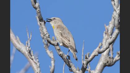 Yellow-throated Sparrow