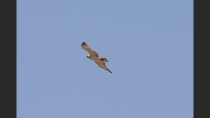 Short-toed Snake Eagle