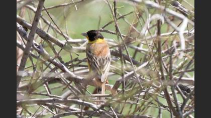 Black-headed Bunting