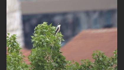 Lesser Grey Shrike