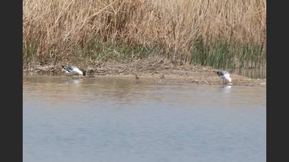 Armenian Gull