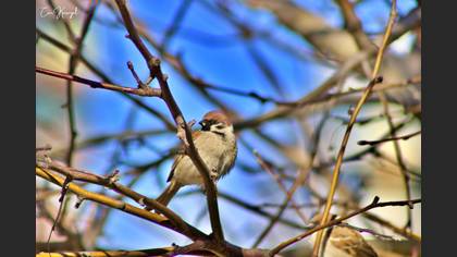 Eurasian Tree Sparrow