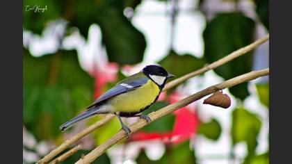 Great Tit