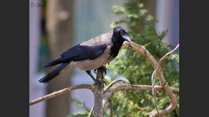 Hooded Crow