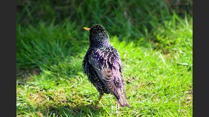 Common Starling