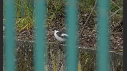 Semicollared Flycatcher