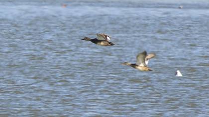 Gadwall
