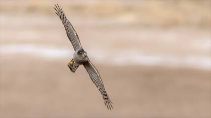 Eurasian Sparrowhawk