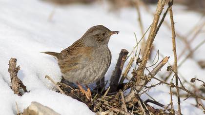 Dunnock