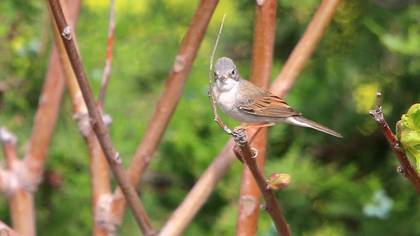 Common Whitethroat