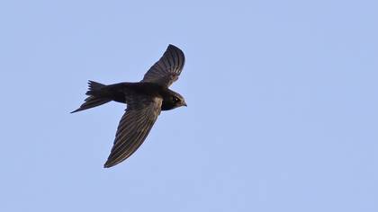 Pallid Swift