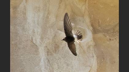 Little Swift
