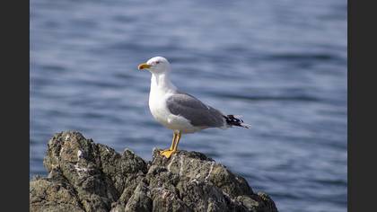 Yellow-legged Gull