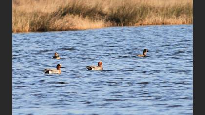 Eurasian Wigeon