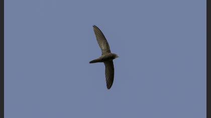 Pallid Swift